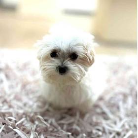 Maltese
