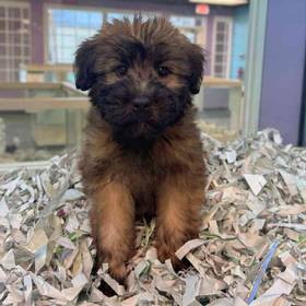 Soft Coated Wheaten Terrier