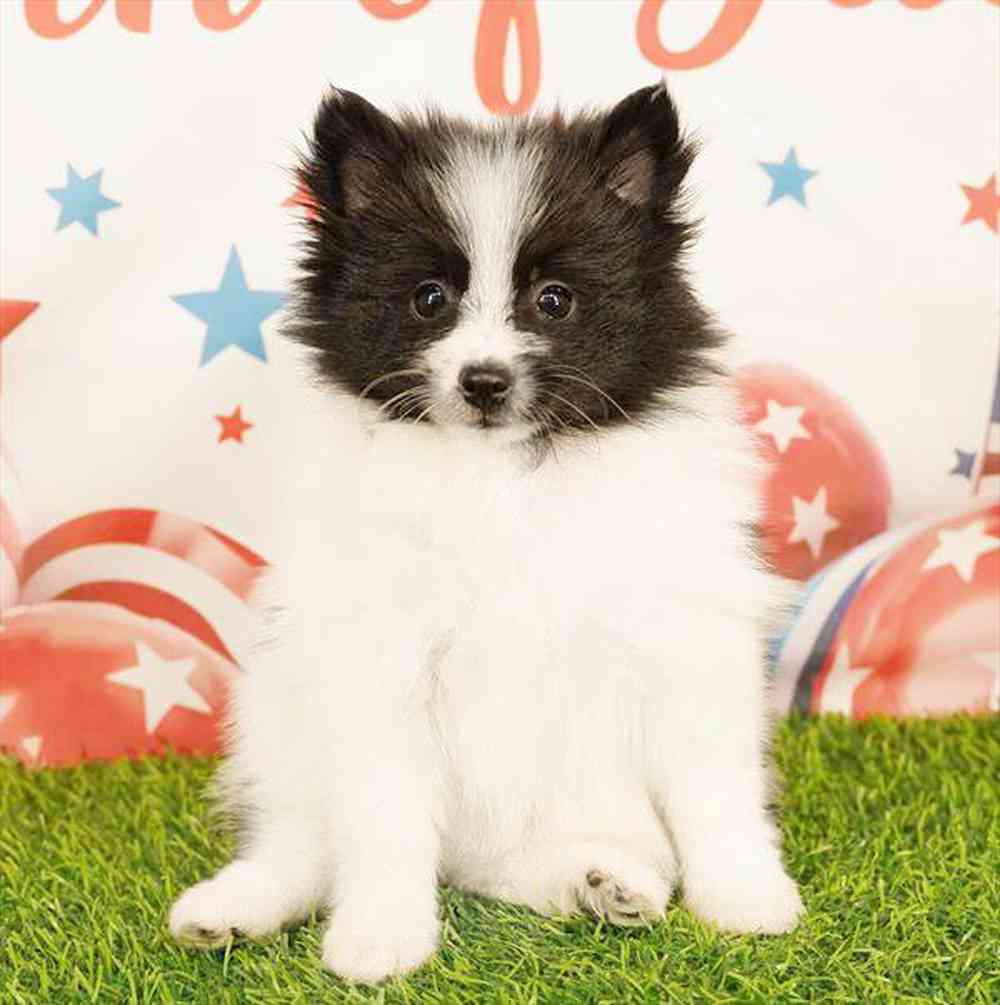carousel pet images