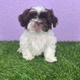 Shih Tzu