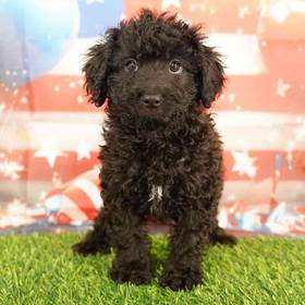 Cavapoo