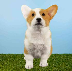Pembroke Welsh Corgi