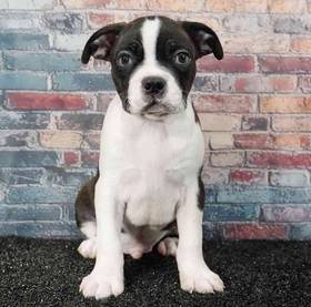 Boston Terrier