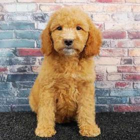 2nd Gen Mini Goldendoodle