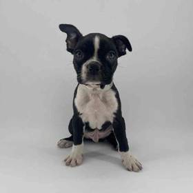 Boston Terrier