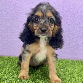 Cocker Spaniel