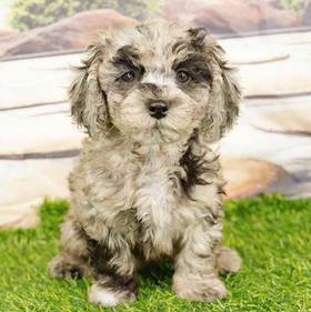 2nd Gen Cockapoo