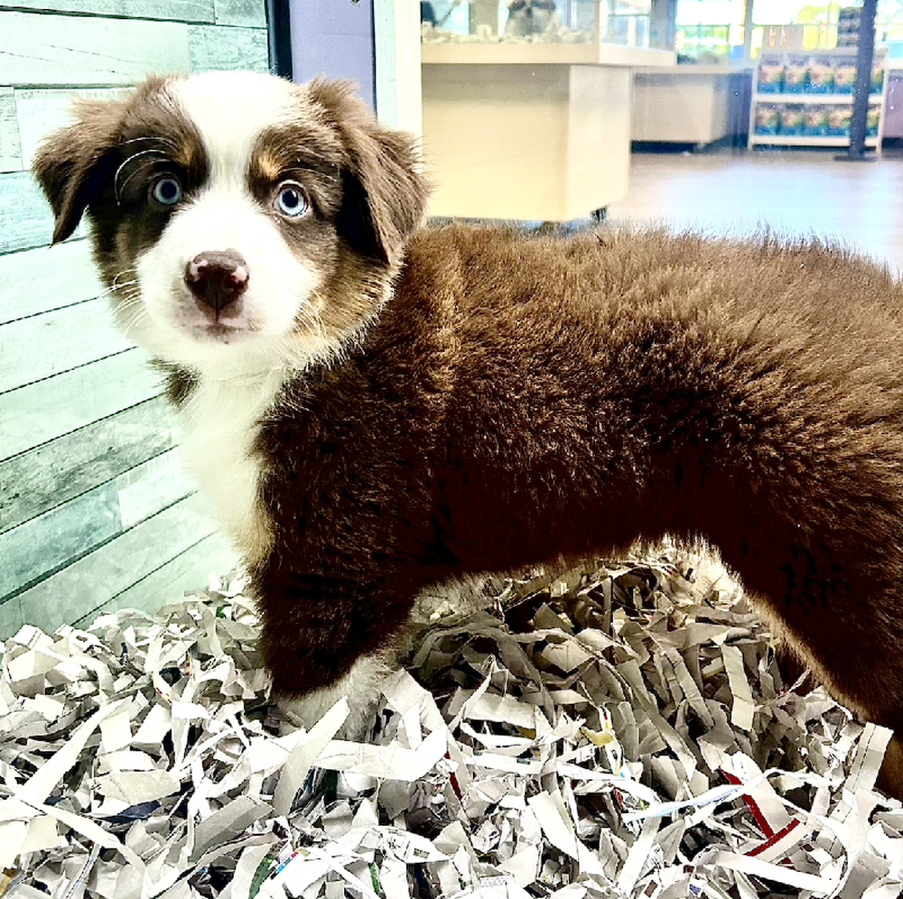 carousel pet images