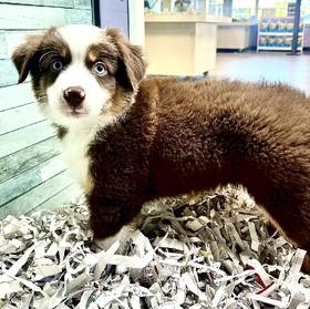 Mini Australian Shepherd