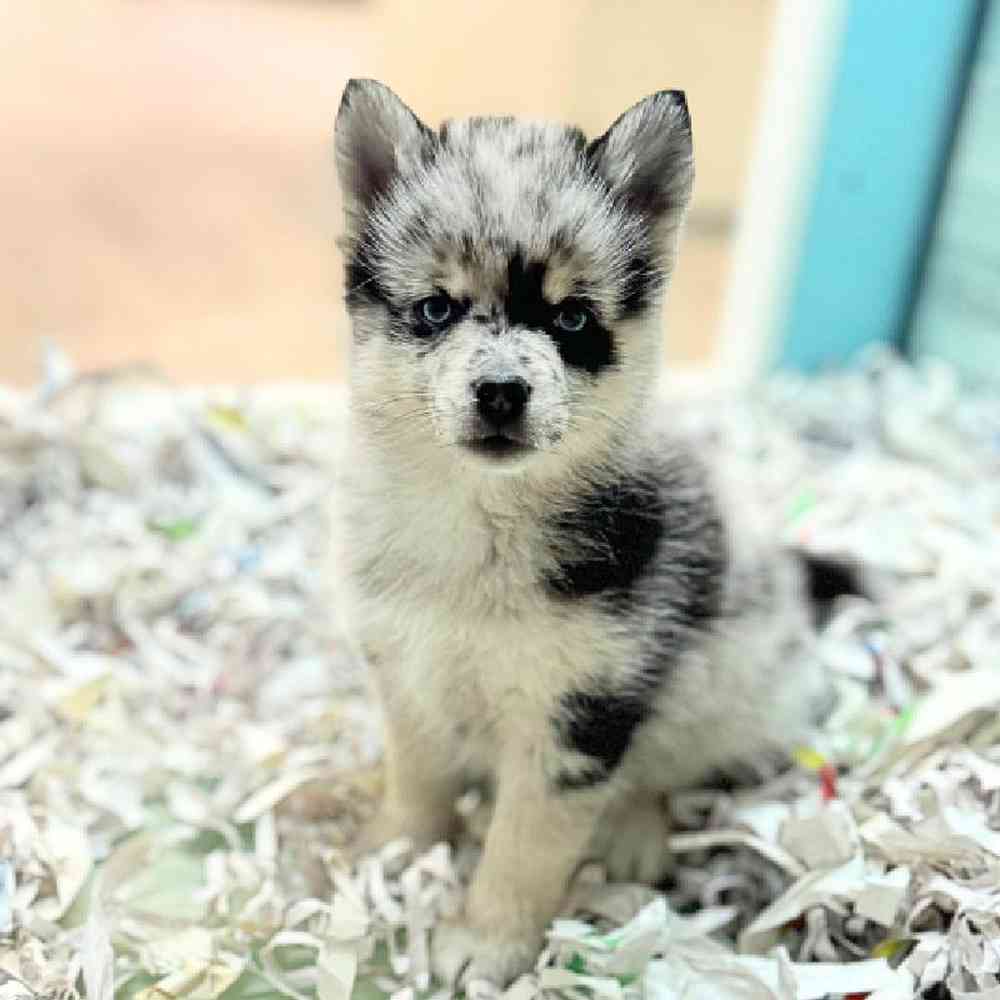 carousel pet images