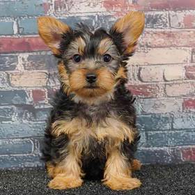 Yorkie