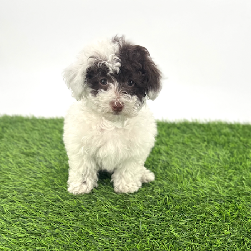 carousel pet images