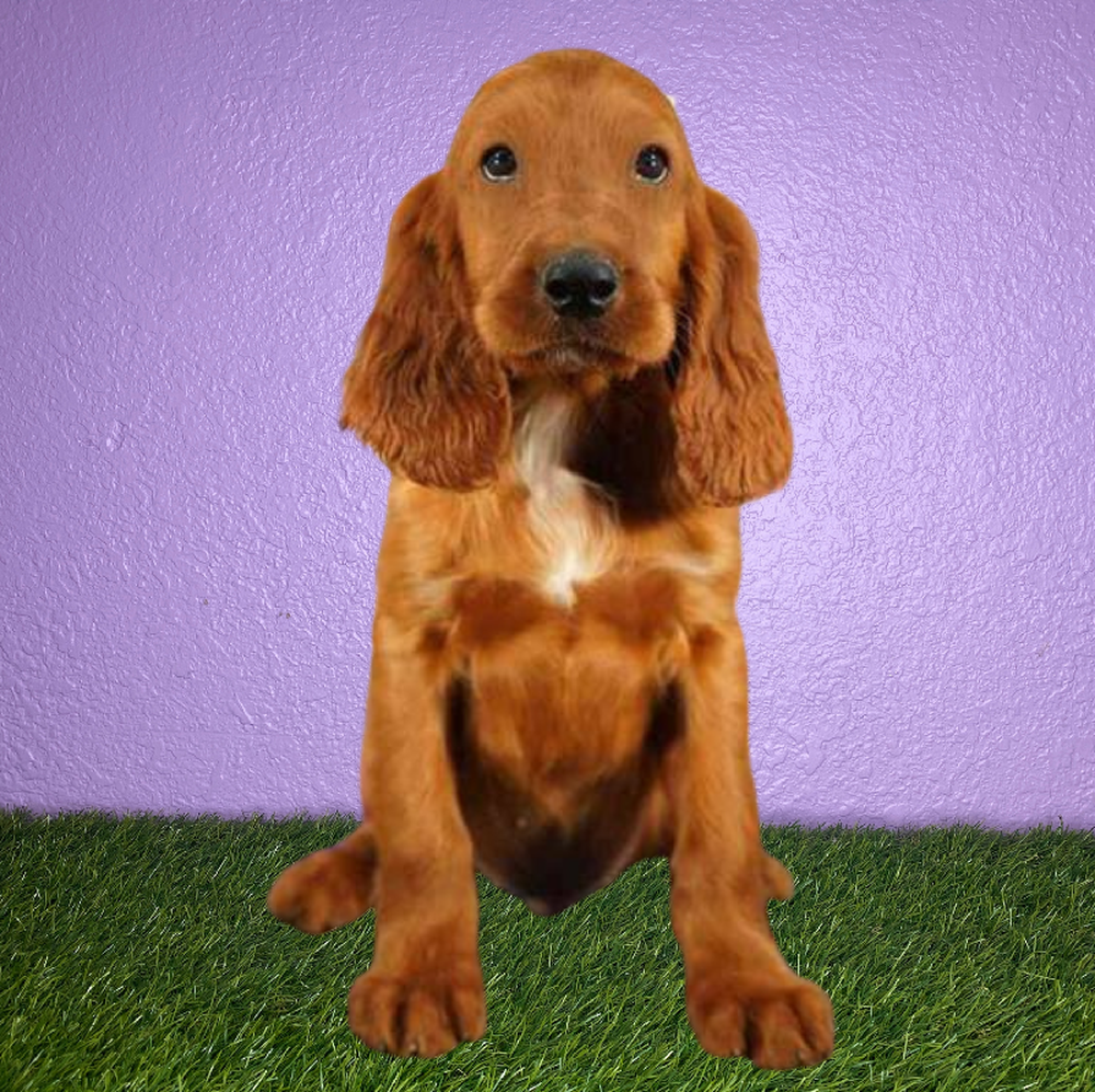 carousel pet images