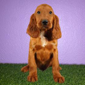 Irish Setter