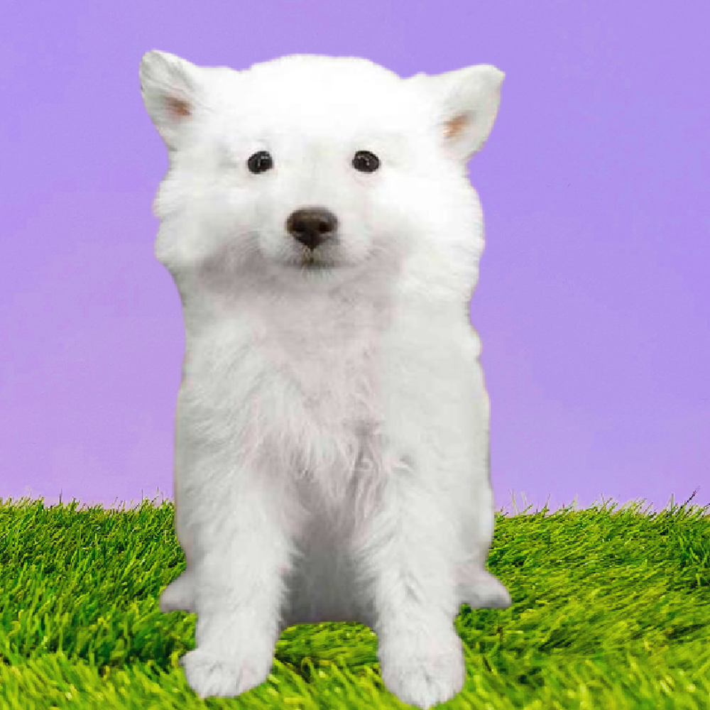 carousel pet images