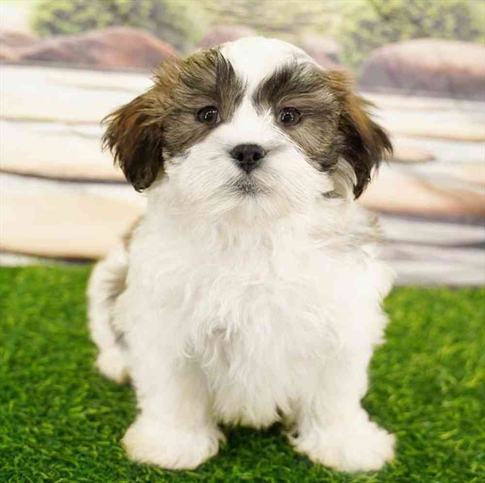 carousel pet images