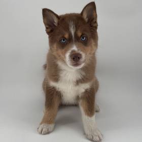 Pomsky