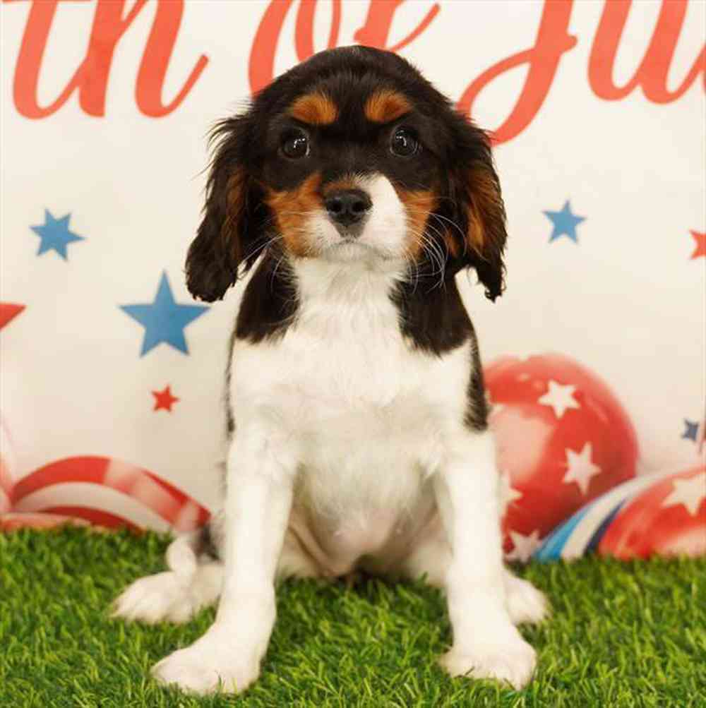 carousel pet images