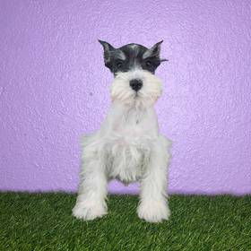 Mini Schnauzer
