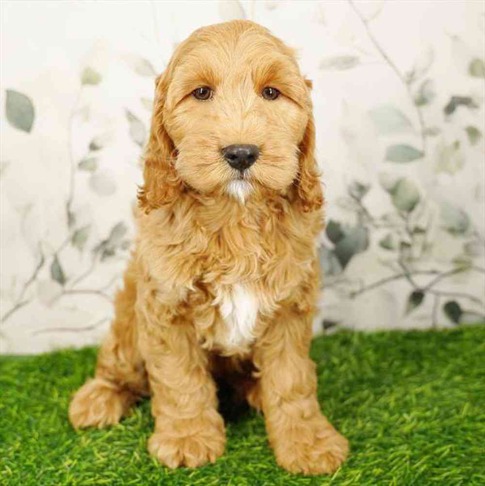 carousel pet images