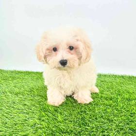 Maltipoo