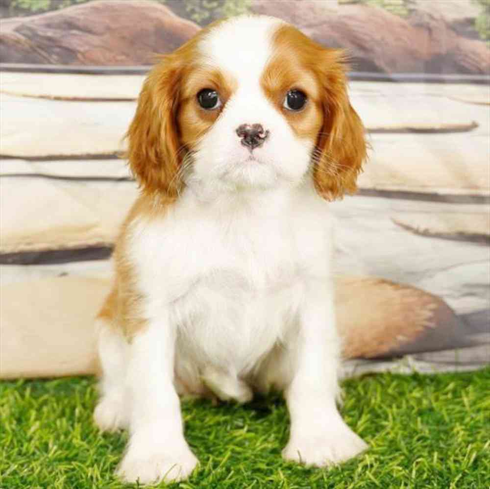 carousel pet images