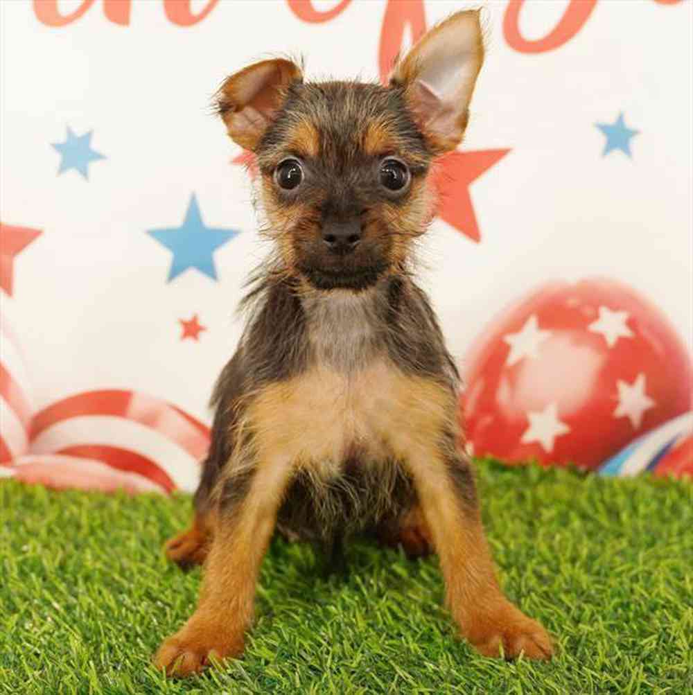 carousel pet images