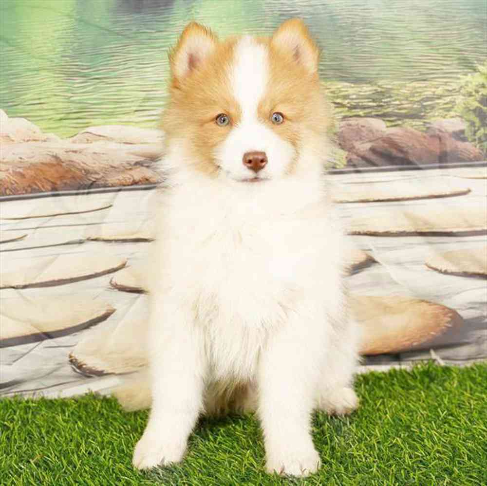 carousel pet images