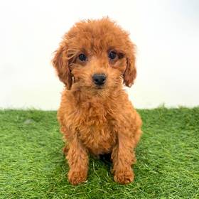 Cavapoo