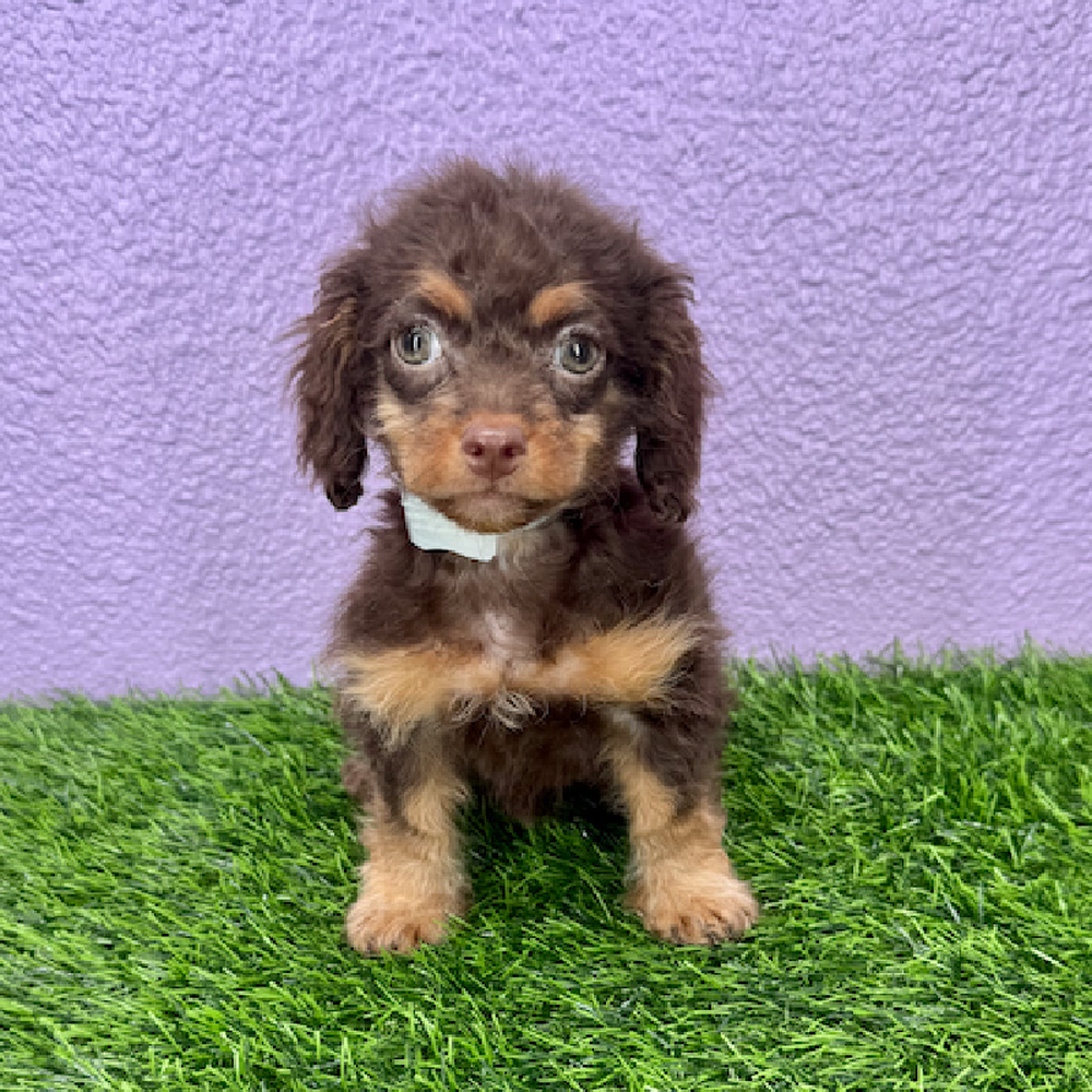 Image of a pet breed in the gallery