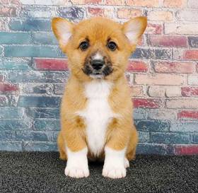 Pembroke Welsh Corgi