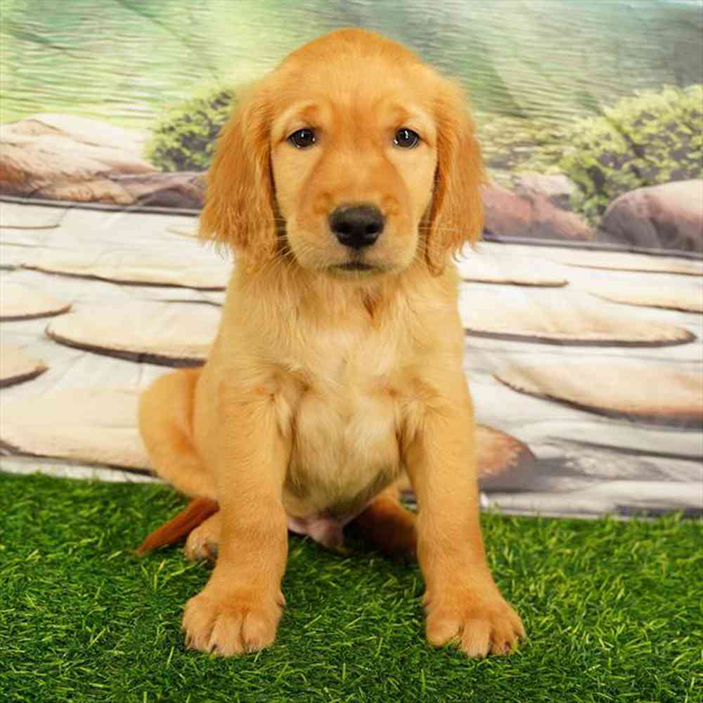Image of a pet breed in the gallery