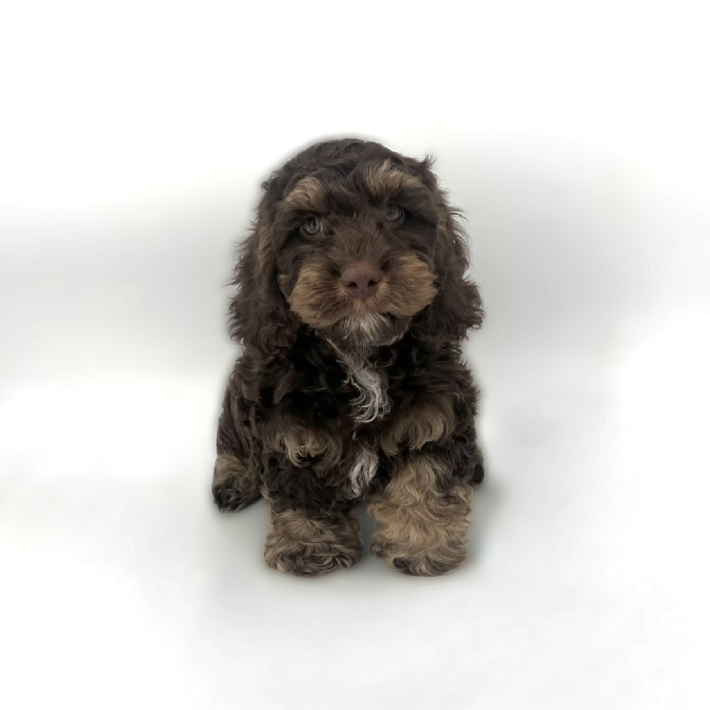 carousel pet images