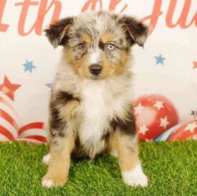Mini Australian Shepherd