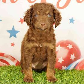 Cockapoo
