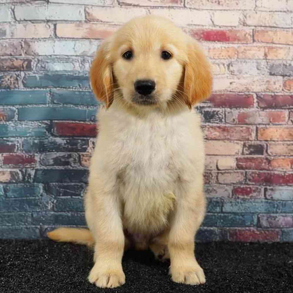 Image of a pet breed in the gallery