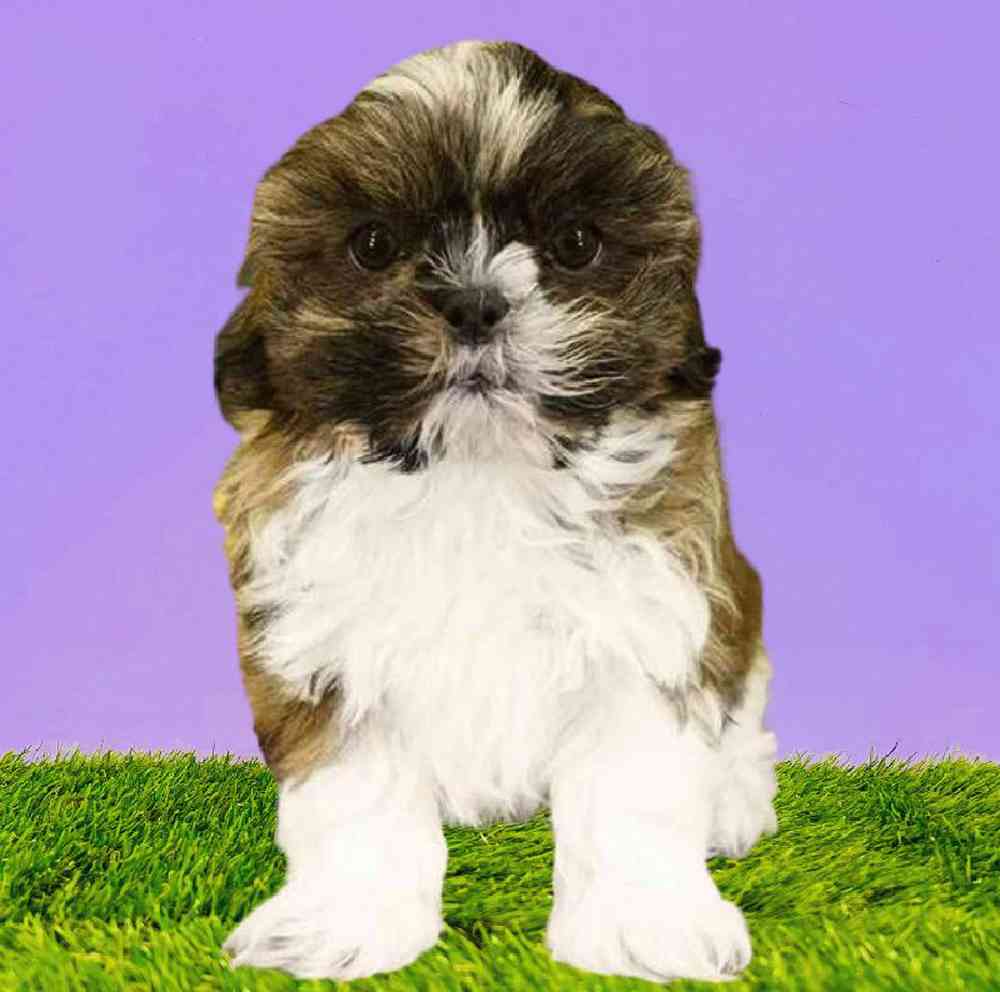 carousel pet images