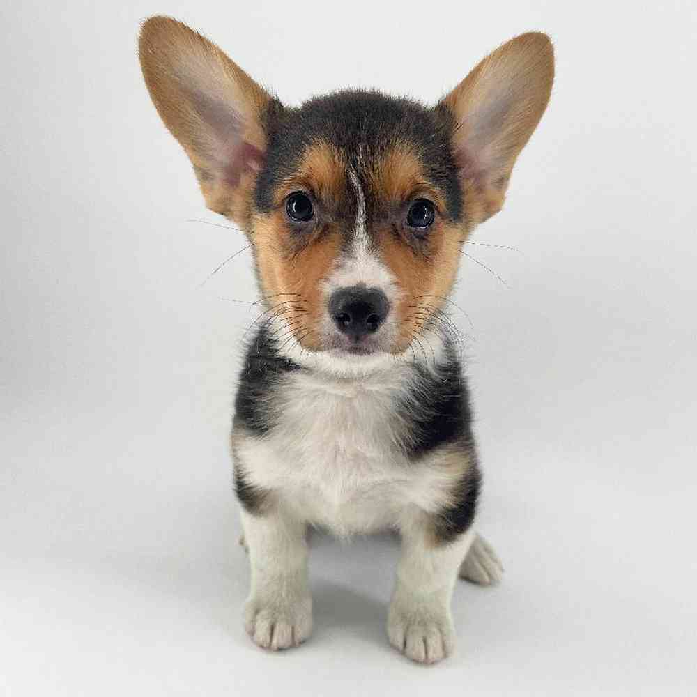 carousel pet images