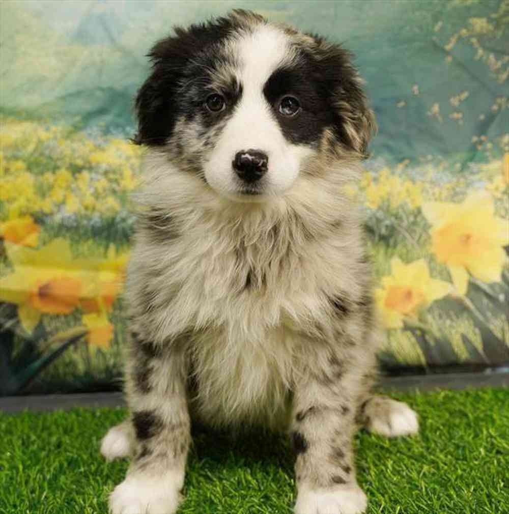 carousel pet images