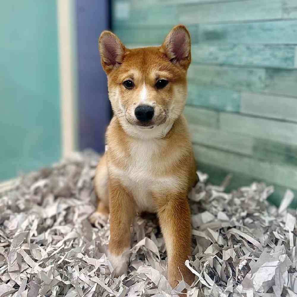 carousel pet images