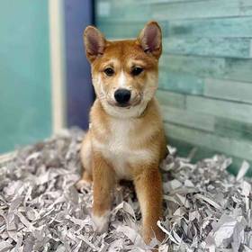 Shiba Inu