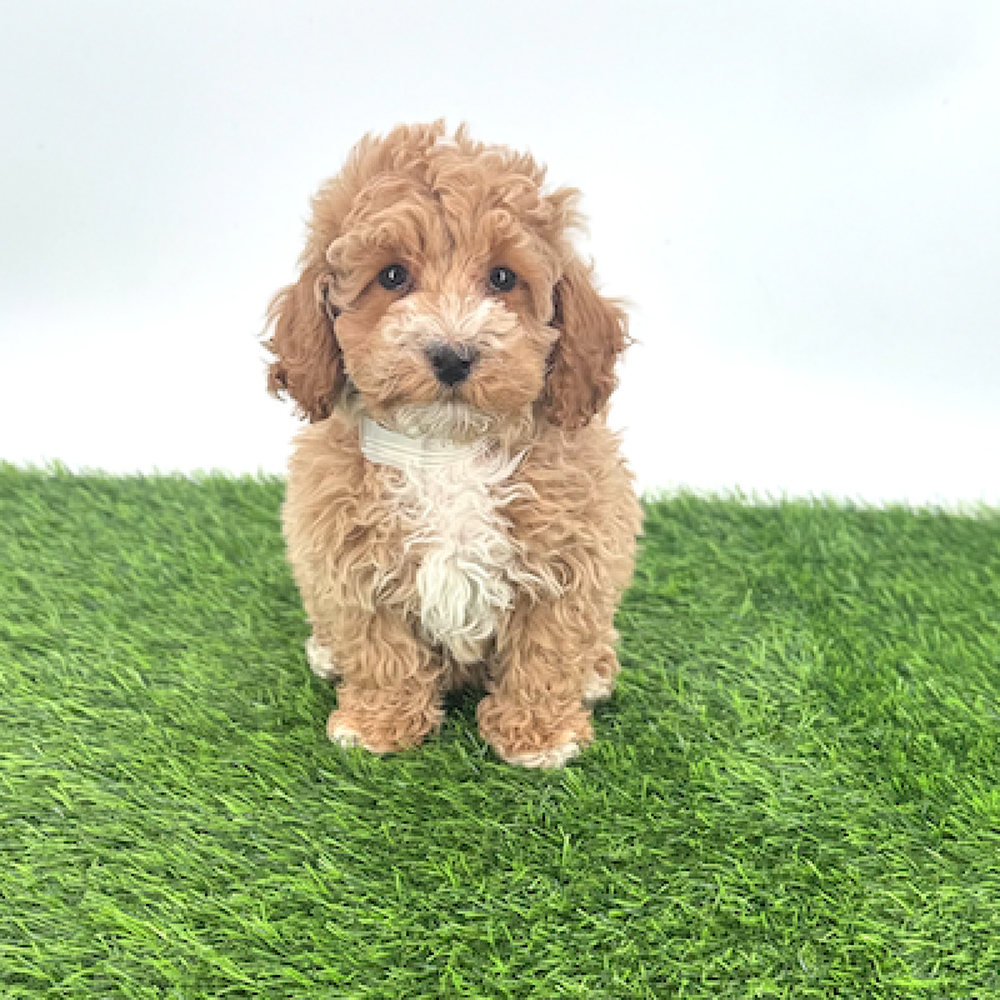 carousel pet images