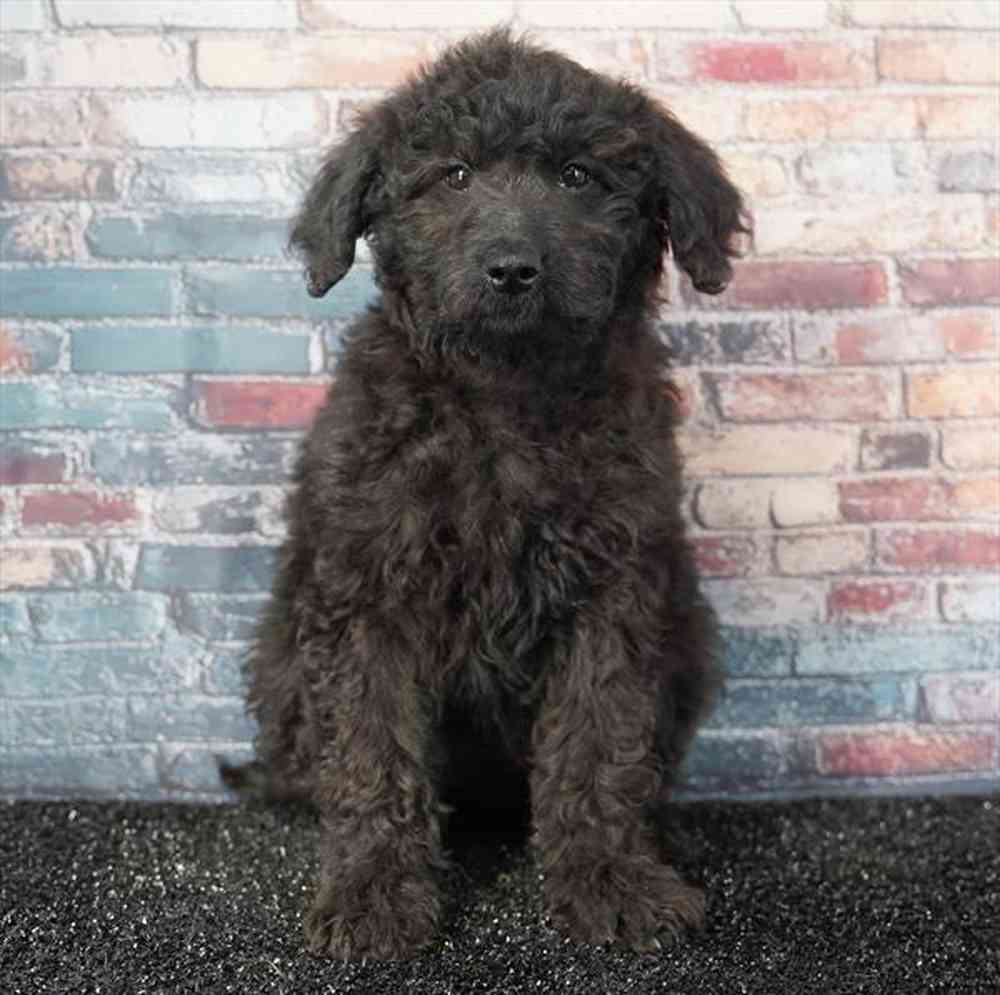 Image of a pet breed in the gallery