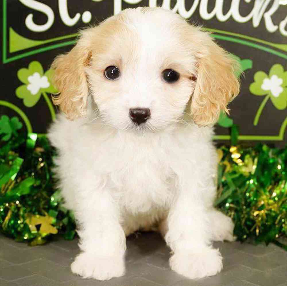 carousel pet images