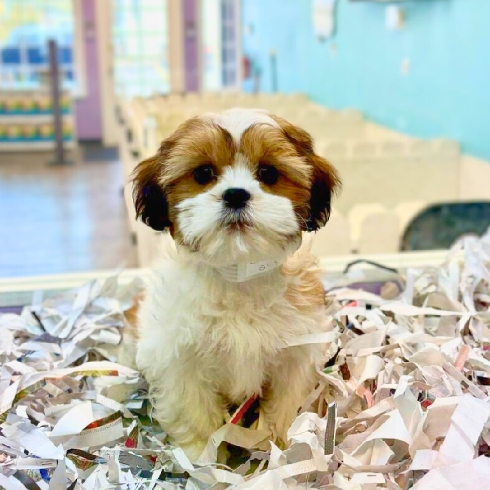 Image of a pet breed in the gallery