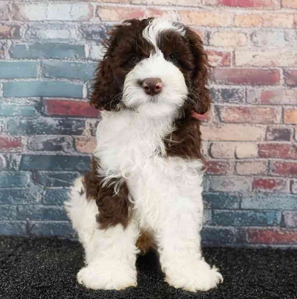 carousel pet images