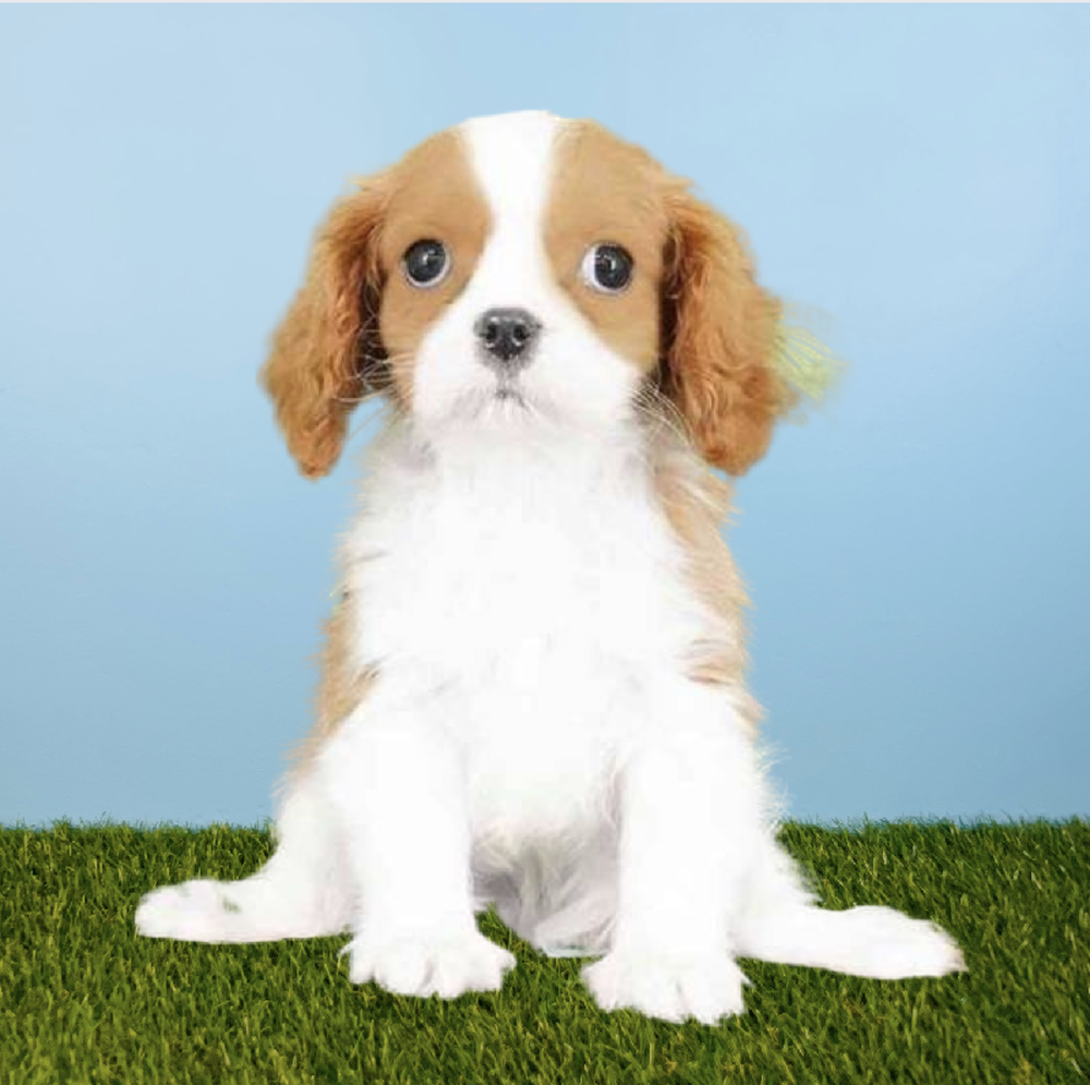carousel pet images