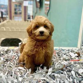 2nd Gen Mini Goldendoodle