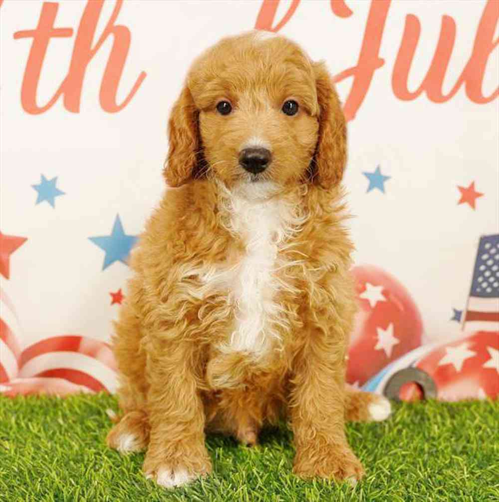 carousel pet images