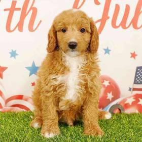 2nd Gen Mini Goldendoodle